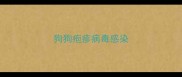狗狗疱疹病毒感染