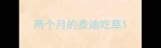 两个月的泰迪吃草