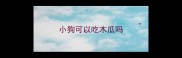 小狗可以吃木瓜吗