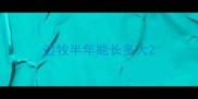 边牧半年能长多大
