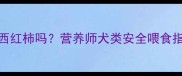小泰迪能吃小西红柿吗营养师犬类安全喂食指南与风险预警