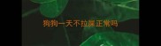 狗狗一天不拉屎正常吗