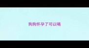 狗狗怀孕了可以喝