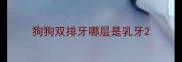 狗狗双排牙哪层是乳牙