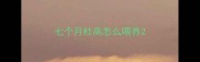 七个月杜高怎么喂养