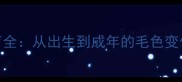 布偶猫幼猫毛色发育全从出生到成年的毛色变化时间表及养护要点