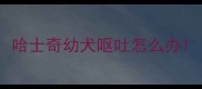 哈士奇幼犬呕吐怎么办