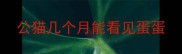 公猫几个月能看见蛋蛋