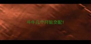 斗牛几个月能交配