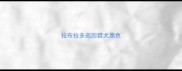 拉布拉多巡回猎犬黑色