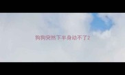 狗狗突然下半身动不了