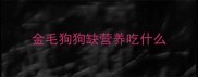金毛狗狗缺营养吃什么