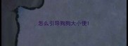 怎么引导狗狗大小便