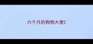 六个月的狗狗大便