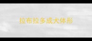 拉布拉多成犬体形