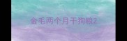 金毛两个月干狗粮