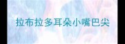 拉布拉多耳朵小嘴巴尖