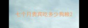 七个月贵宾吃多少狗粮