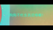 狗狗不吃东西还咳嗽
