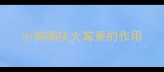 小狗喝庆大霉素的作用