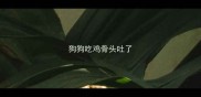 狗狗吃鸡骨头吐了