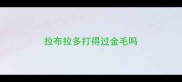 拉布拉多打得过金毛吗