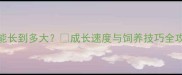 拉布拉多1岁前能长到多大成长速度与饲养技巧全攻略附时间表