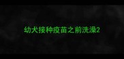 幼犬接种疫苗之前洗澡