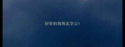 好听的狗狗名字公