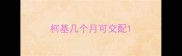 柯基几个月可交配
