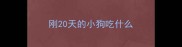 刚20天的小狗吃什么