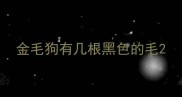 金毛狗有几根黑色的毛