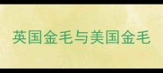 英国金毛与美国金毛