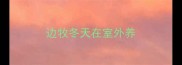边牧冬天在室外养