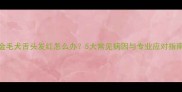 金毛犬舌头发红怎么办5大常见病因与专业应对指南
