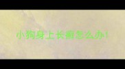 小狗身上长癣怎么办