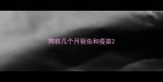 狗前几个月驱虫和疫苗