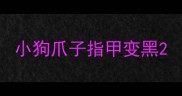 小狗爪子指甲变黑