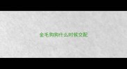 金毛狗狗什么时候交配