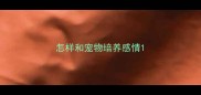 怎样和宠物培养感情