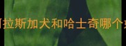 阿拉斯加犬和哈士奇哪个好