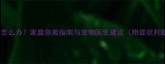 小狗受惊后抽搐怎么办家庭急救指南与宠物医生建议附症状判断与预防措施