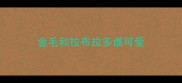 金毛和拉布拉多谁可爱