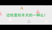 边牧是牧羊犬的一种么