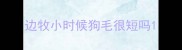 边牧小时候狗毛很短吗