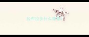 拉布拉多什么意思