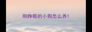 刚睁眼的小狗怎么养