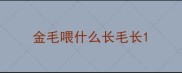 金毛喂什么长毛长