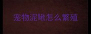 宠物泥鳅怎么繁殖