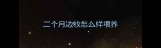 三个月边牧怎么样喂养